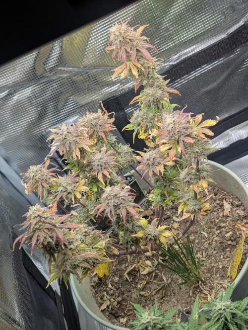 Sherbet Queen Automatic 2 | RQS. Week 9