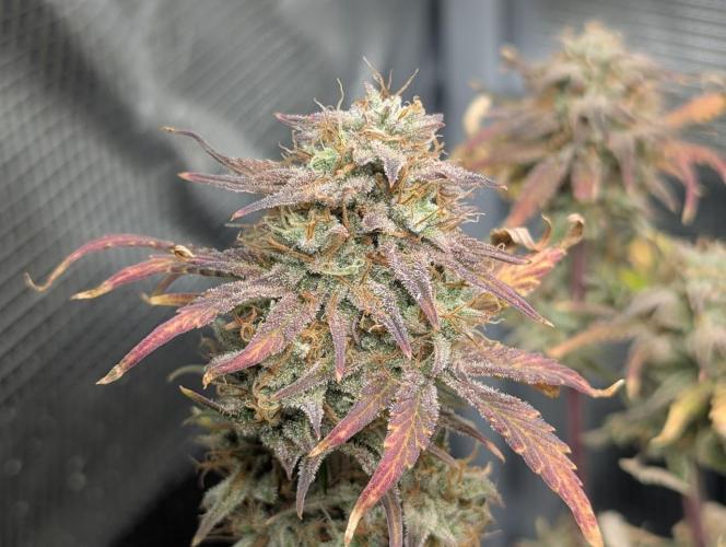 Sherbet Queen Automatic 2 | RQS. Week 9
