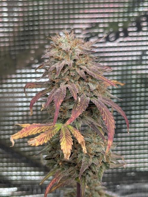 Sherbet Queen Automatic 2 | RQS. Week 9