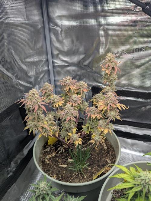 Sherbet Queen Automatic 2 | RQS. Week 9