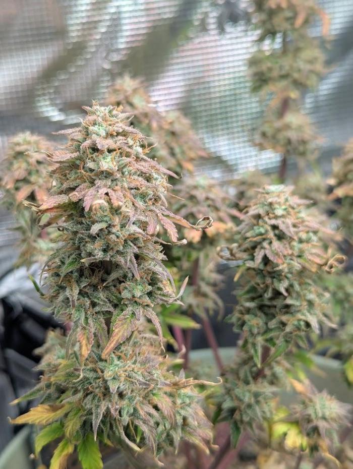 Sherbet Queen Automatic 2 | RQS. Week 10