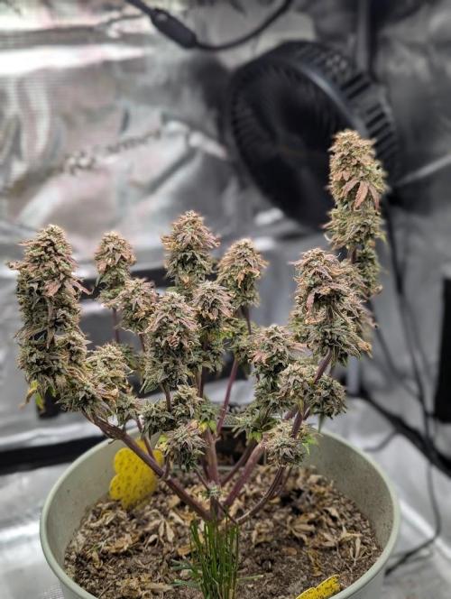 Sherbet Queen Automatic 2 | RQS. Week 11