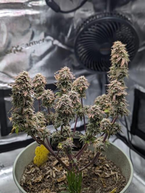 Sherbet Queen Automatic 2 | RQS. Week 11