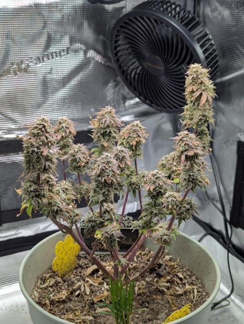 Sherbet Queen Automatic 2 | RQS. Week 11