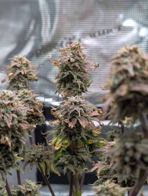 Sherbet Queen Automatic 2 | RQS. Week 11