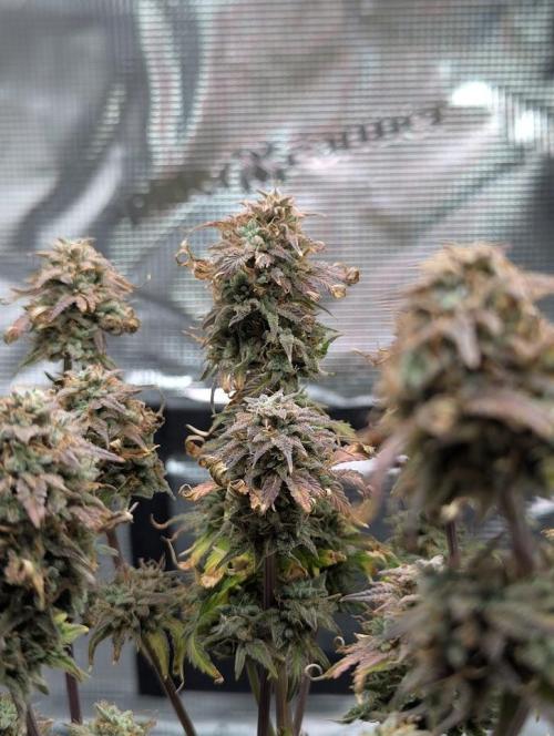 Sherbet Queen Automatic 2 | RQS. Week 11