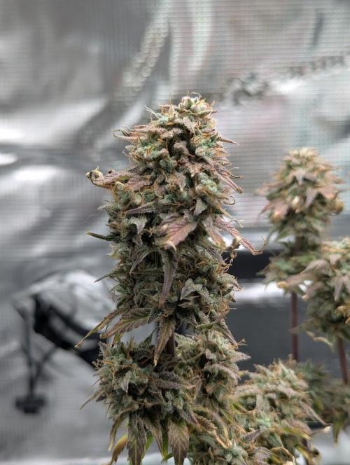 Sherbet Queen Automatic 2 | RQS. Week 11