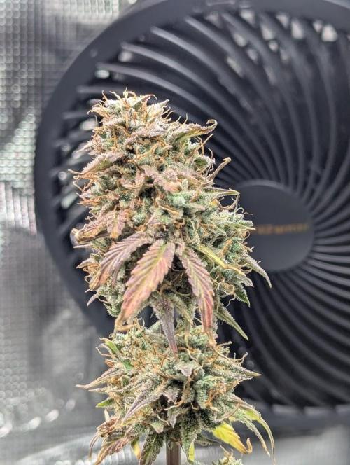 Sherbet Queen Automatic 2 | RQS. Week 11