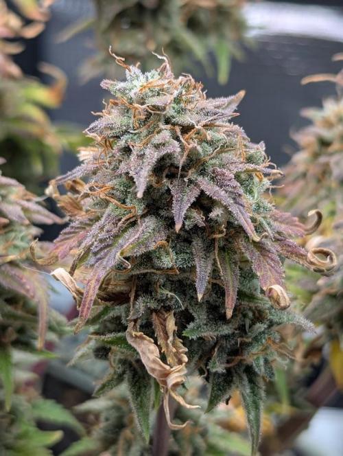 Sherbet Queen Automatic 2 | RQS. Week 11