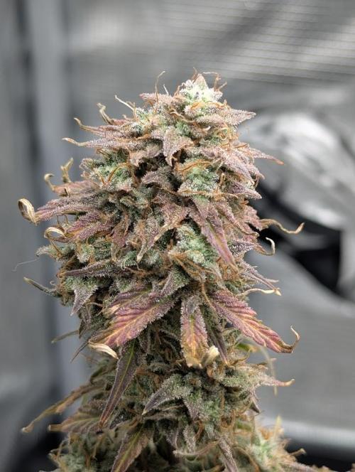 Sherbet Queen Automatic 2 | RQS. Week 11