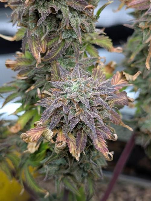 Sherbet Queen Automatic 2 | RQS. Week 11