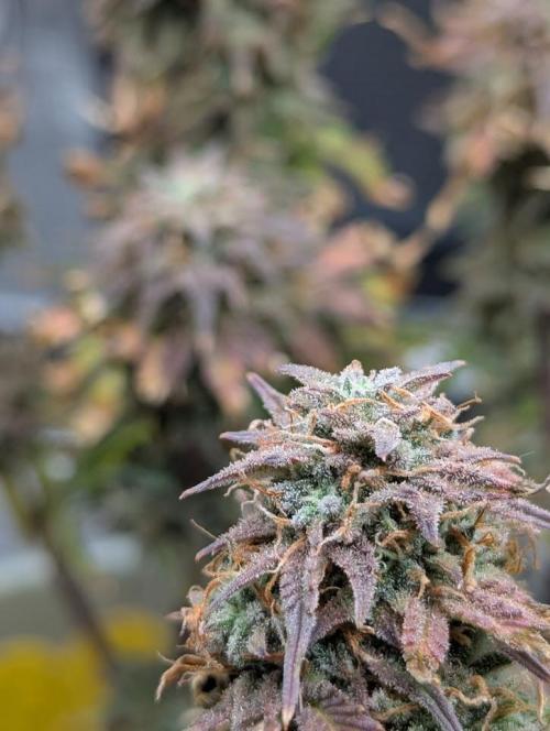 Sherbet Queen Automatic 2 | RQS. Week 11
