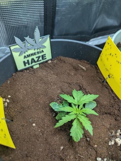 Amnesia Haze Automatic (S1) - RQS. Week 2