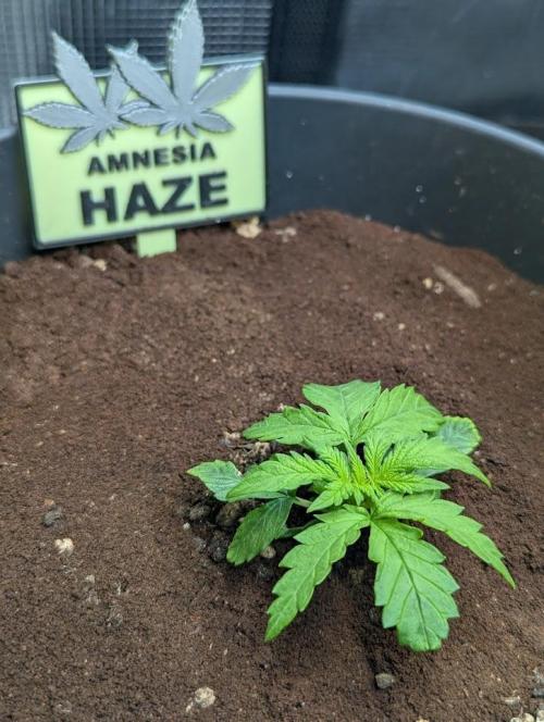Amnesia Haze Automatic (S1) - RQS. Week 2