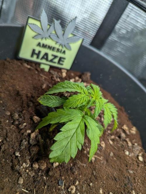 Amnesia Haze Automatic (S1) - RQS. Week 2