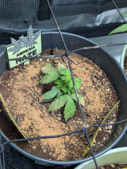 Amnesia Haze Automatic (S1) - RQS. Week 2