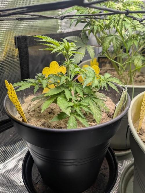 Amnesia Haze Automatic (S1) - RQS. Week 4