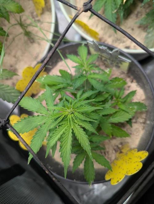 Amnesia Haze Automatic (S1) - RQS. Week 4