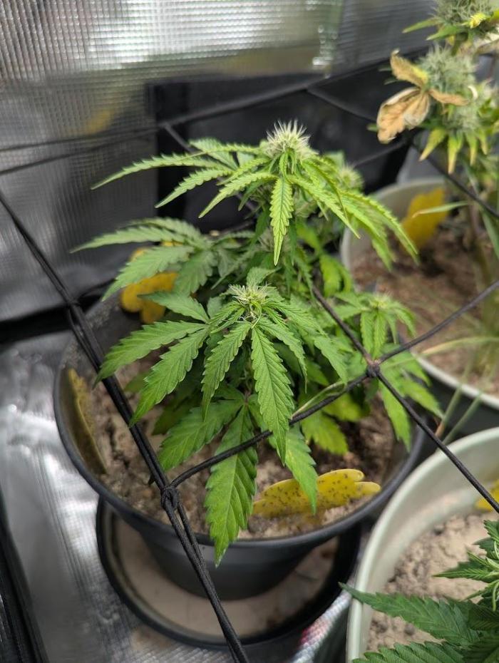 Amnesia Haze Automatic (S1) - RQS. Week 5