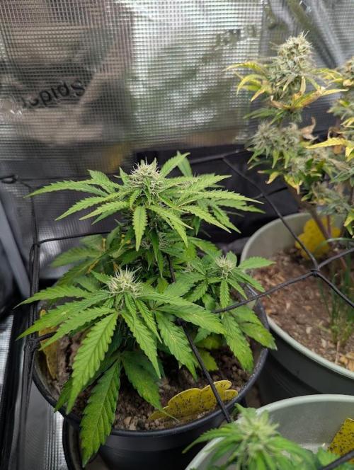 Amnesia Haze Automatic (S1) - RQS. Week 6