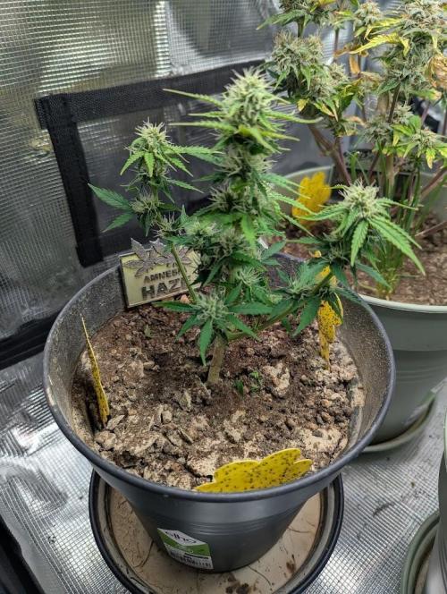 Amnesia Haze Automatic (S1) - RQS. Week 6