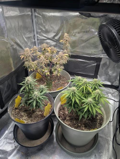 Amnesia Haze Automatic (S1) - RQS. Week 8