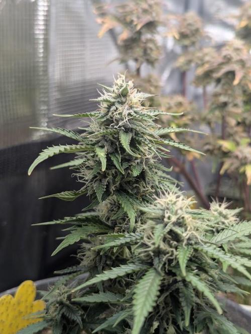 Amnesia Haze Automatic (S1) - RQS. Week 8