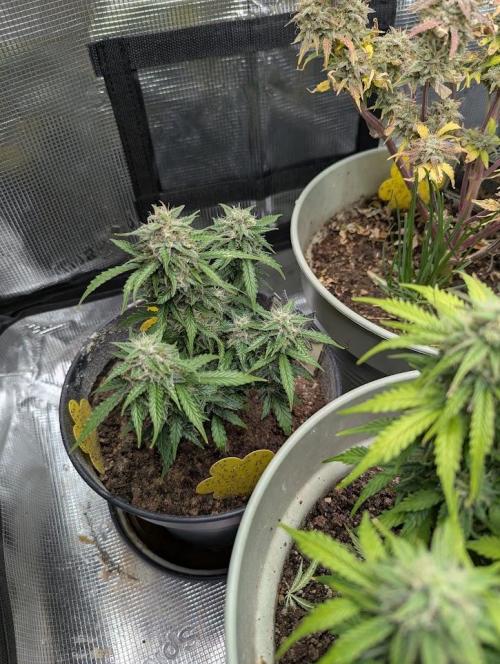 Amnesia Haze Automatic (S1) - RQS. Week 8