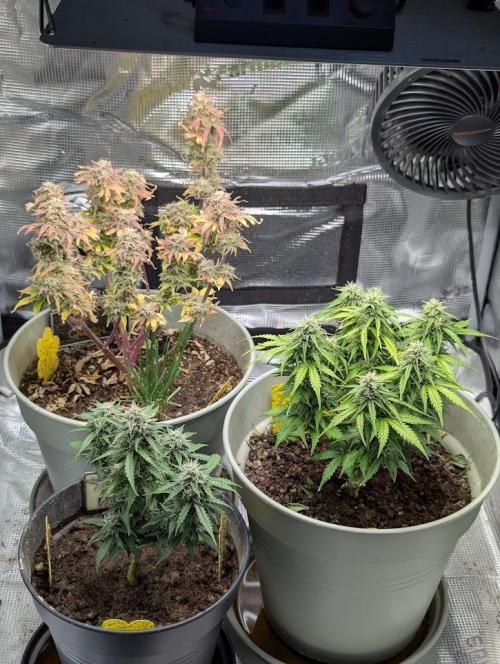 Amnesia Haze Automatic (S1) - RQS. Week 8