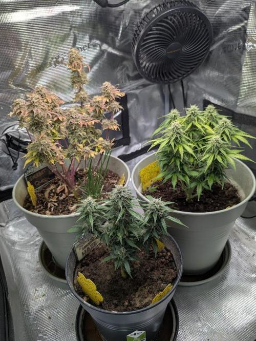 Amnesia Haze Automatic (S1) - RQS. Week 8