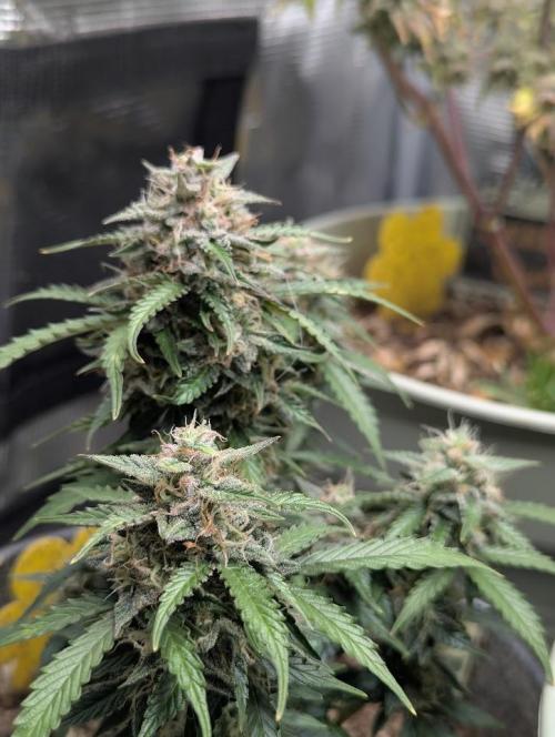 Amnesia Haze Automatic (S1) - RQS. Week 9