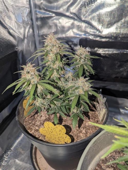 Amnesia Haze Automatic (S1) - RQS. Week 9