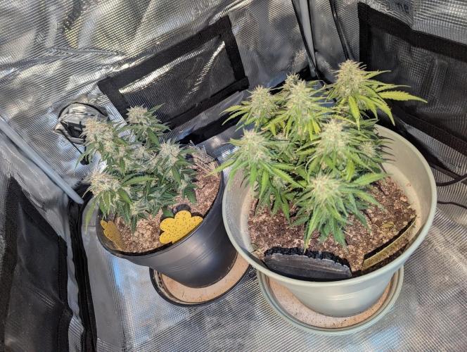 Amnesia Haze Automatic (S1) - RQS. Week 9