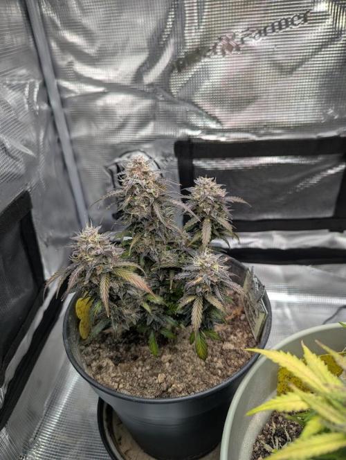 Amnesia Haze Automatic (S1) - RQS. Week 10