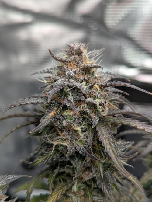 Amnesia Haze Automatic (S1) - RQS. Week 10