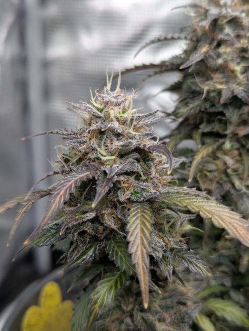 Amnesia Haze Automatic (S1) - RQS. Week 10