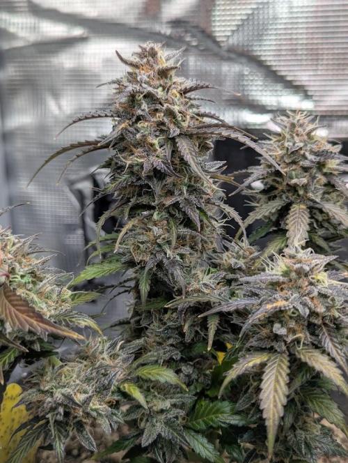 Amnesia Haze Automatic (S1) - RQS. Week 10