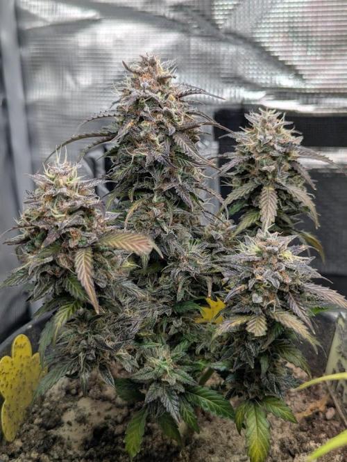 Amnesia Haze Automatic (S1) - RQS. Week 10