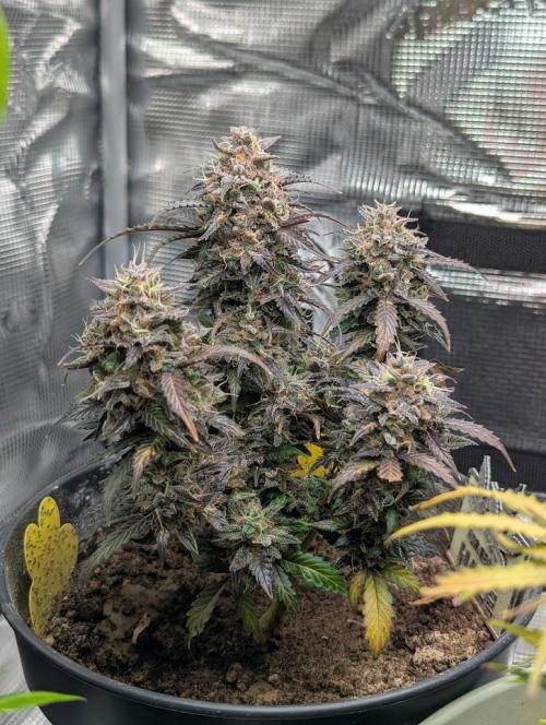 Amnesia Haze Automatic (S1) - RQS. Week 10