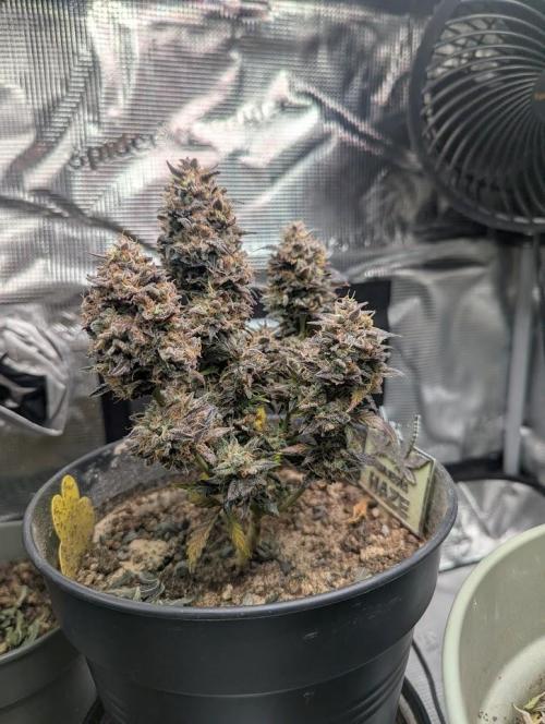 Amnesia Haze Automatic (S1) - RQS. Week 11