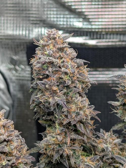 Amnesia Haze Automatic (S1) - RQS. Week 11