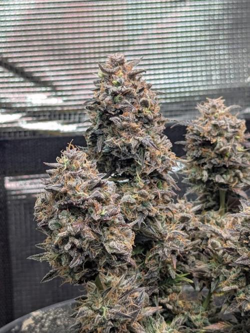 Amnesia Haze Automatic (S1) - RQS. Week 11