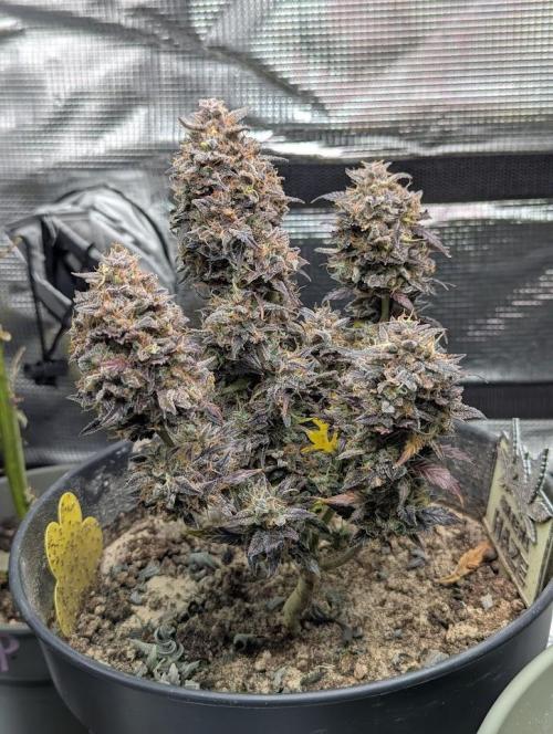 Amnesia Haze Automatic (S1) - RQS. Week 12