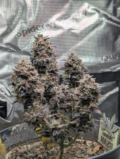 Amnesia Haze Automatic (S1) - RQS. Week 12