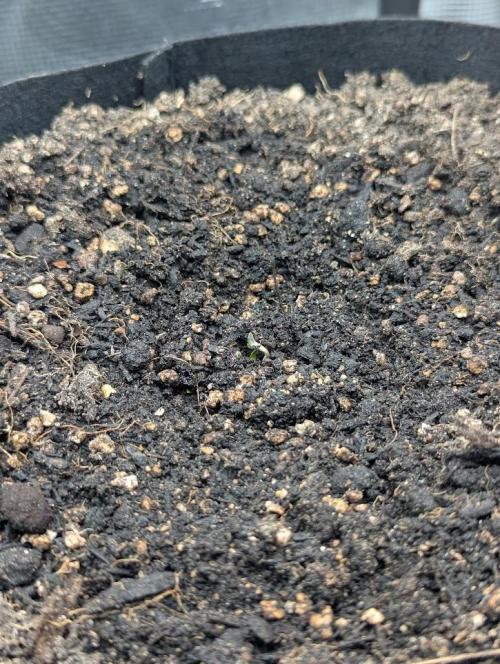Amnesia Haze Automatic | RQS + PLAGRON. Week 0 - 23-02