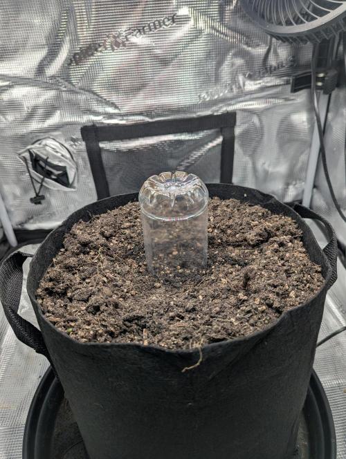 Amnesia Haze Automatic | RQS + PLAGRON. Week 0 - 20-02