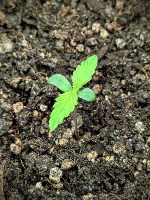 Amnesia Haze Automatic | RQS + PLAGRON. Week 0