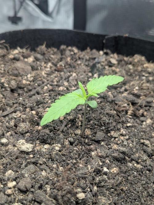 Amnesia Haze Automatic | RQS + PLAGRON. Week 1 - Tuesday 03-03