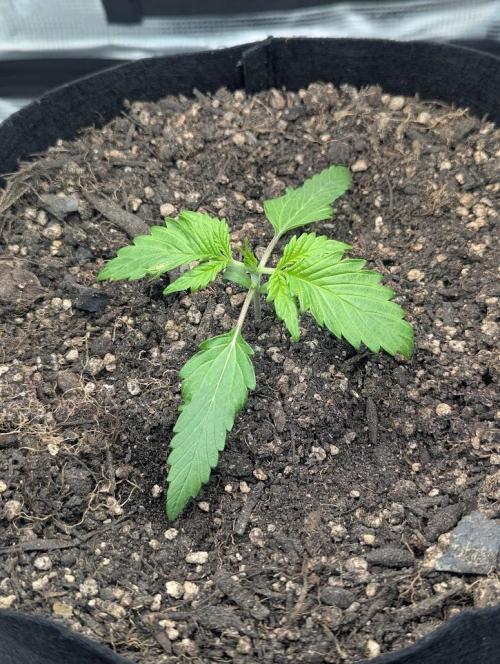 Amnesia Haze Automatic | RQS + PLAGRON. Week 1 - Sunday 03-08