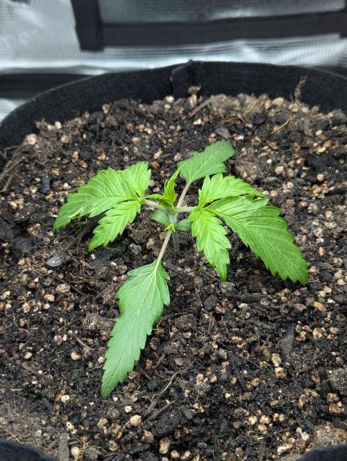 Amnesia Haze Automatic | RQS + PLAGRON. Week 2